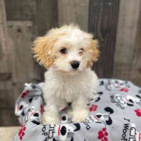Cavachon