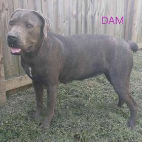 Cane Corso