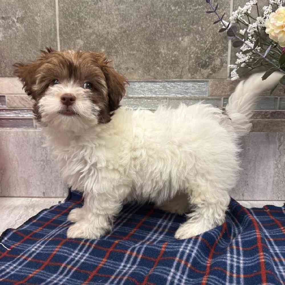 Image of a pet breed in the gallery