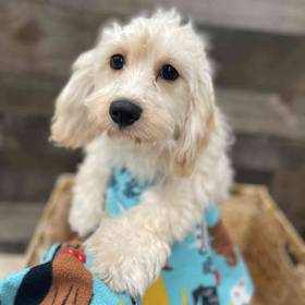 Cavachon