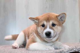 Shiba Inu
