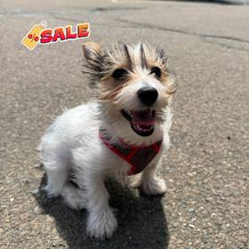 Yorkie