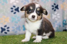Pembroke Welsh Corgi