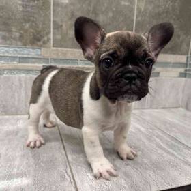 French Bulldog