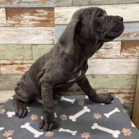 Cane Corso