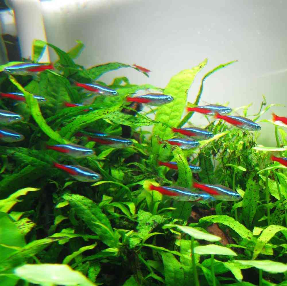 Neon Tetra