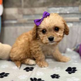 Cavachon