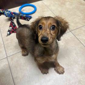 Mini Dachshund