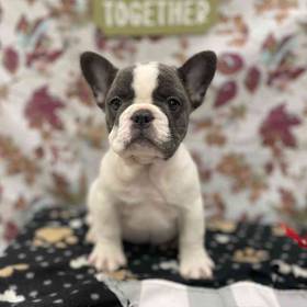 French Bulldog