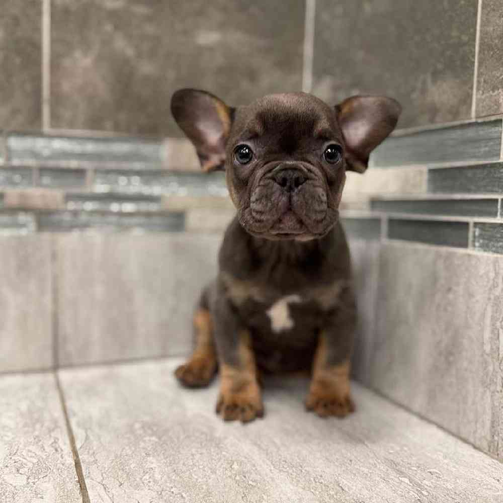 Image of a pet breed in the gallery