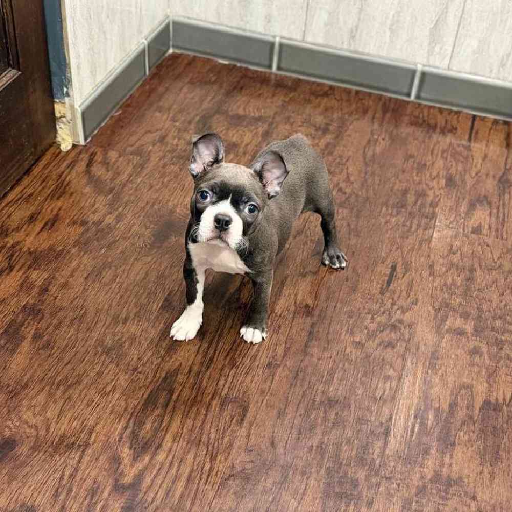 Female Boston Terrier Puppy for Sale in New Haven, CT