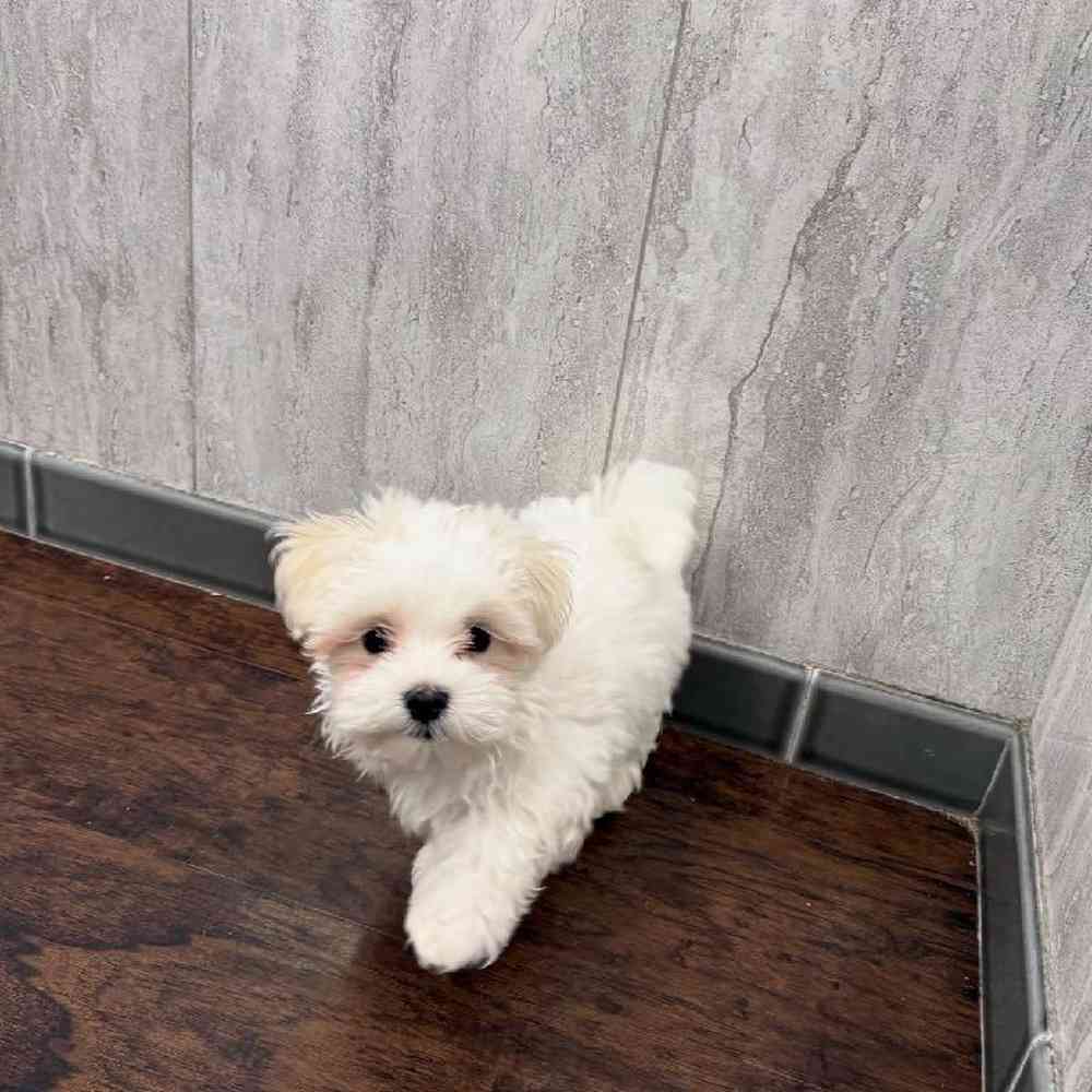Maltese Puppy for sale - New Haven