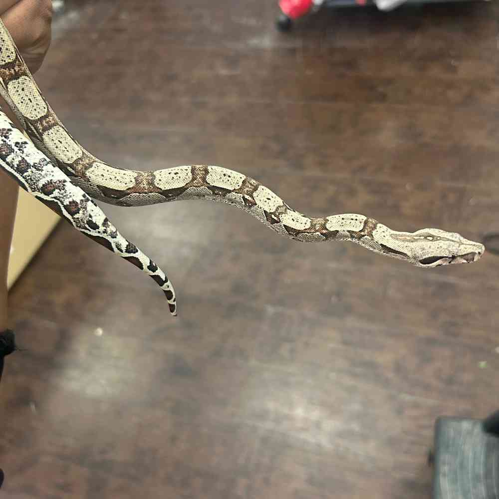 Colombian Red Tail Boa