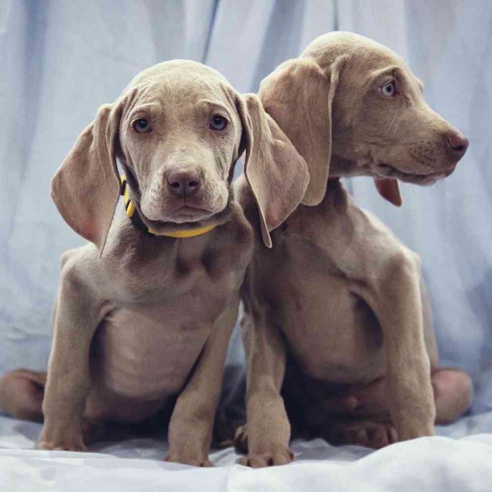 Weimaraner