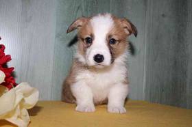 Pembroke Welsh Corgi