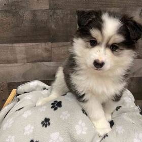 Huskimo