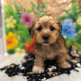 Shorkie