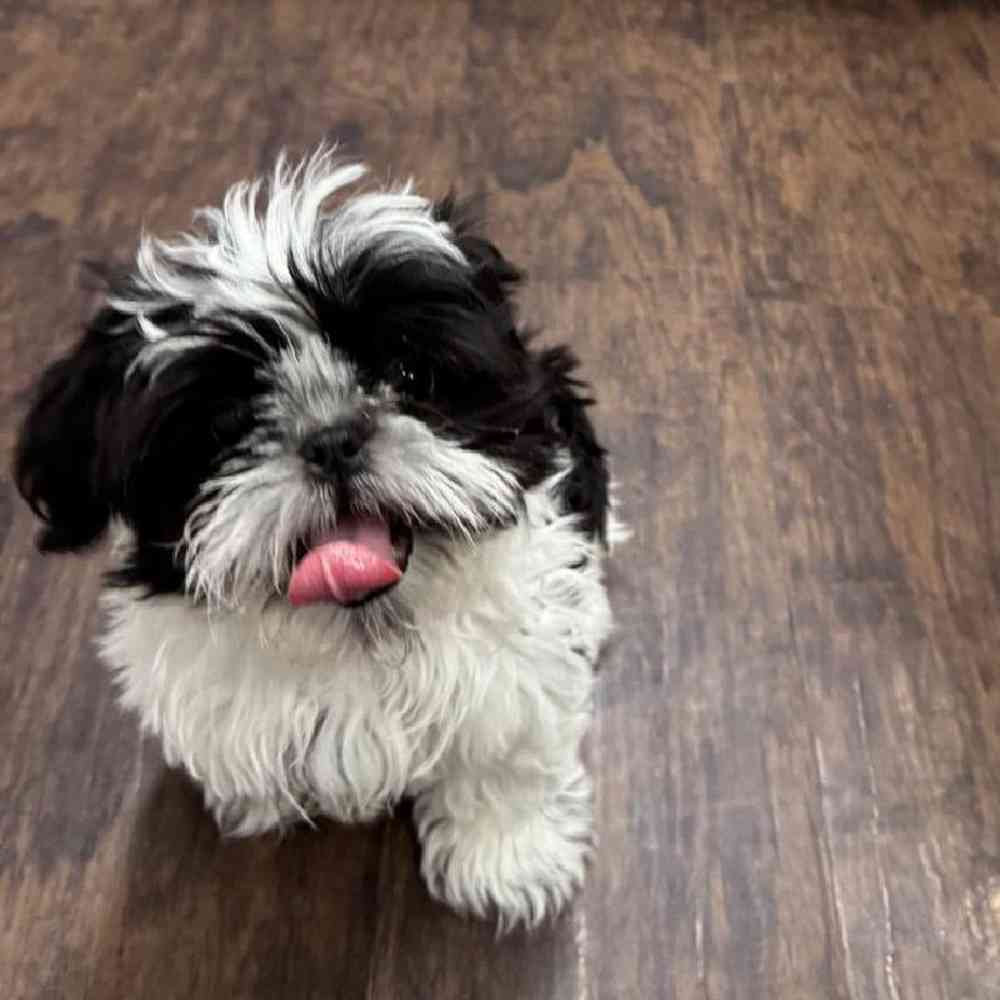 Image of a pet breed in the gallery