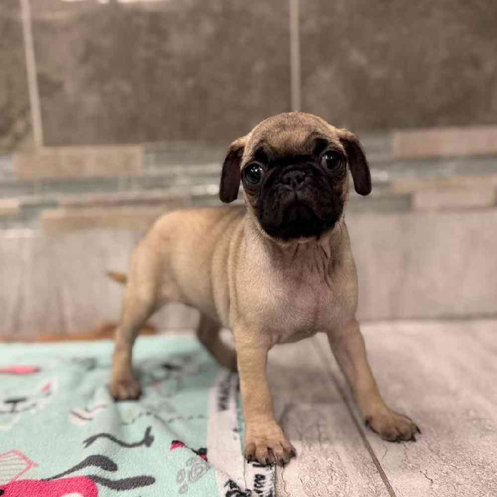 Image of a pet breed in the gallery