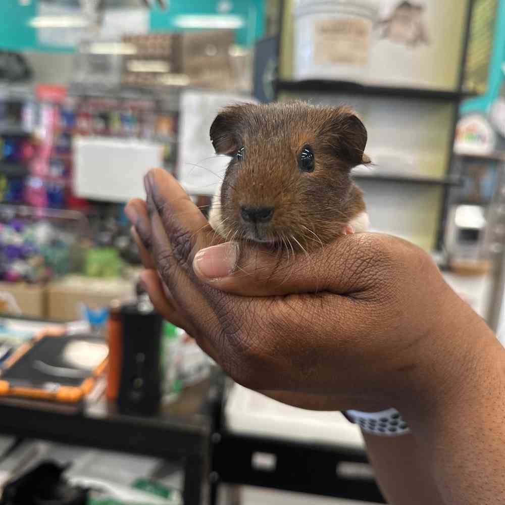 Guinea Pig