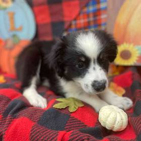 Mini Aussie