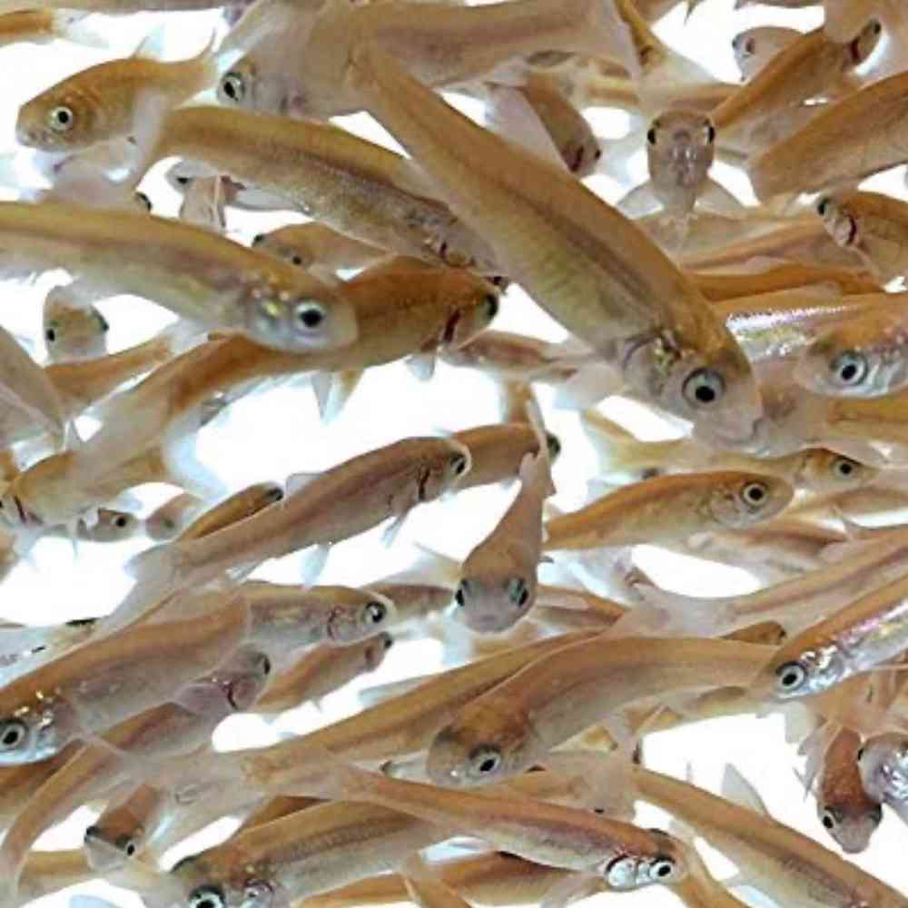 Electric Catfish Freshwater Fish for Sale