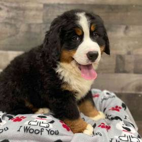 Bernese Mountain Dog