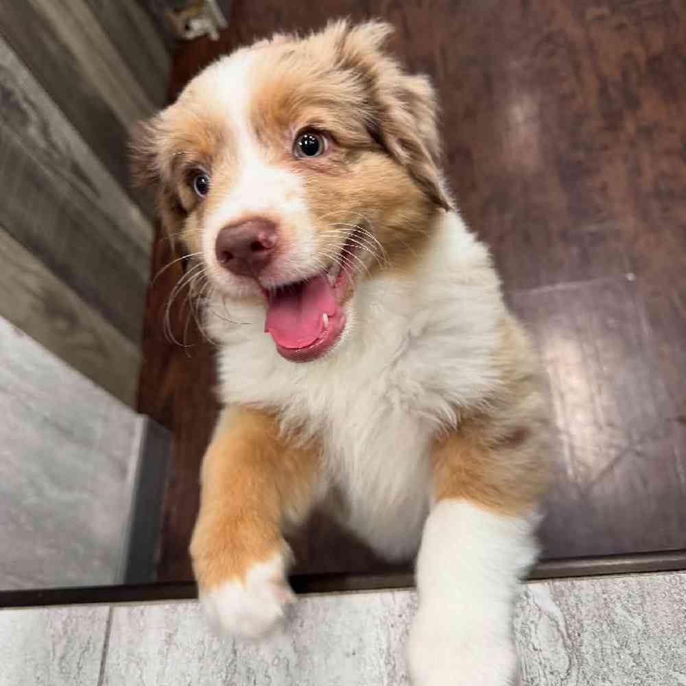 Image of a pet breed in the gallery