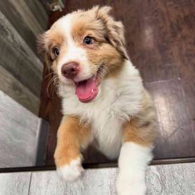 Mini Aussie