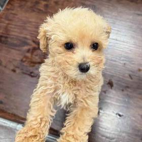 Poodle