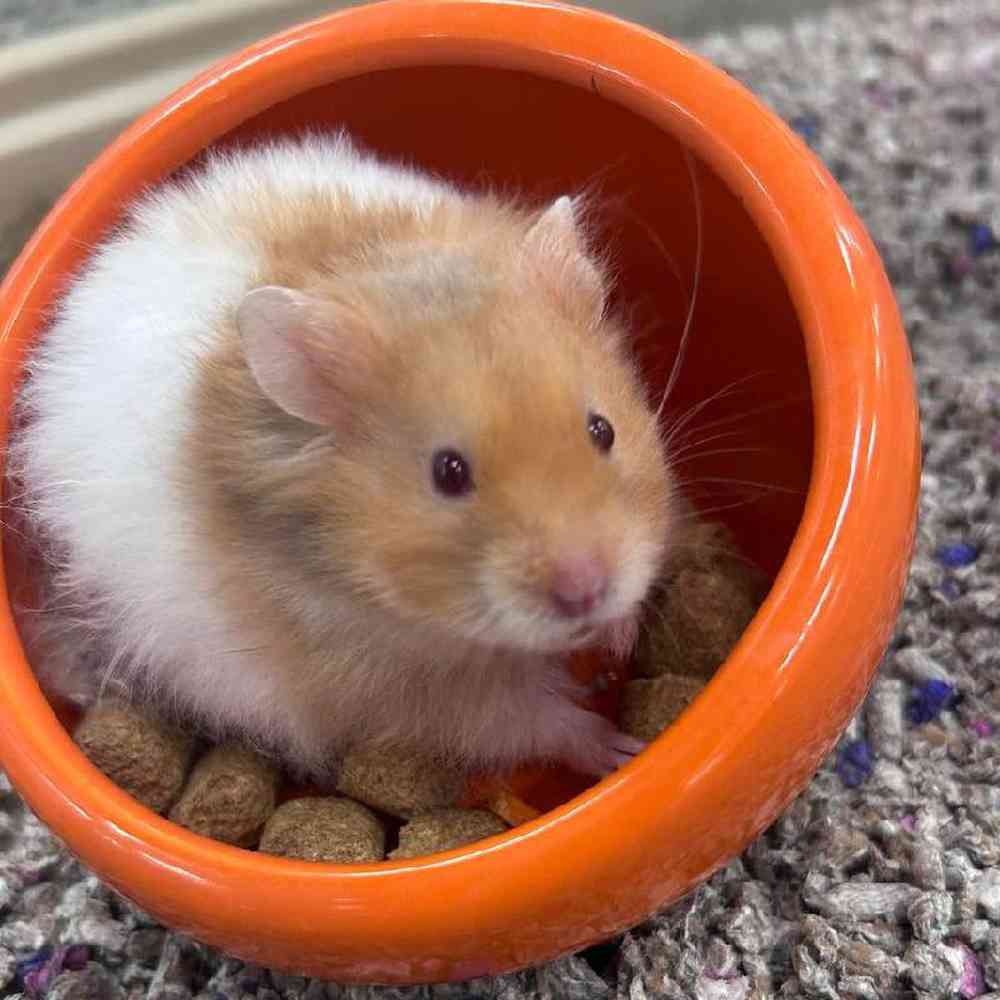 Teddy Bear Hamster