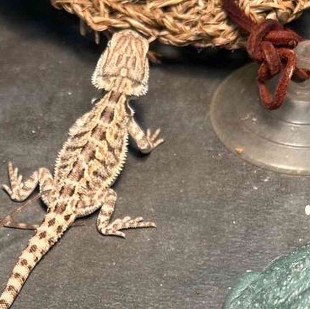 Bearded Dragon