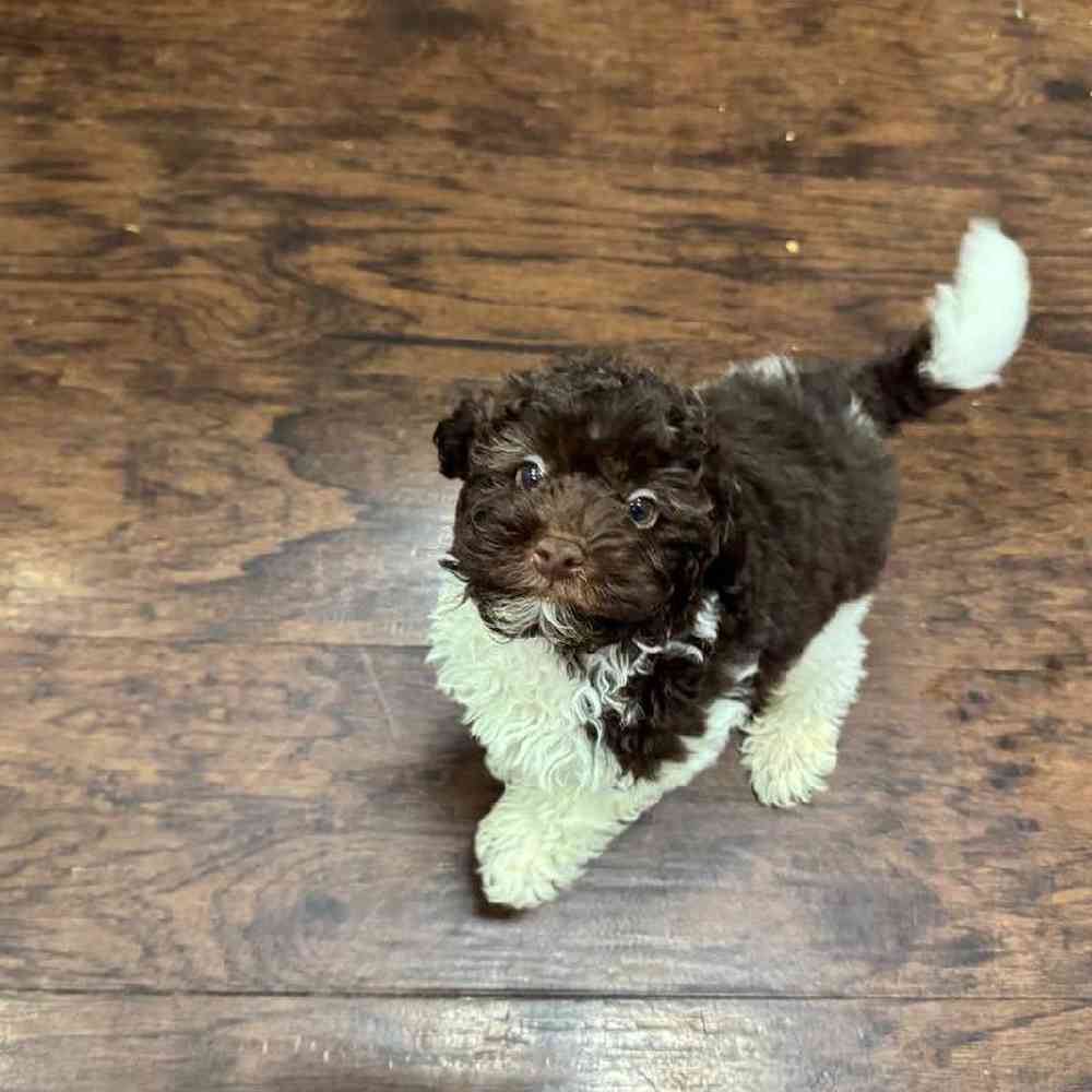 Image of a pet breed in the gallery