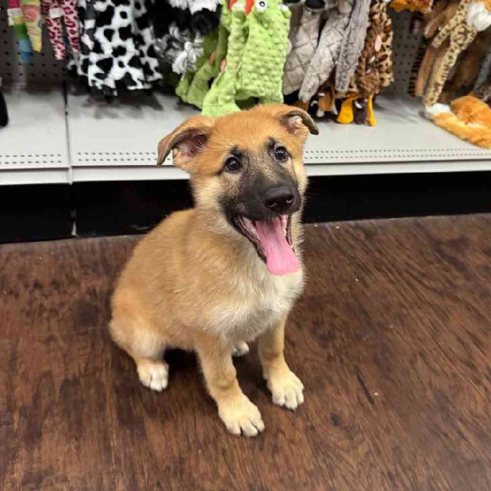 Image of a pet breed in the gallery