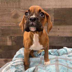 Boxer