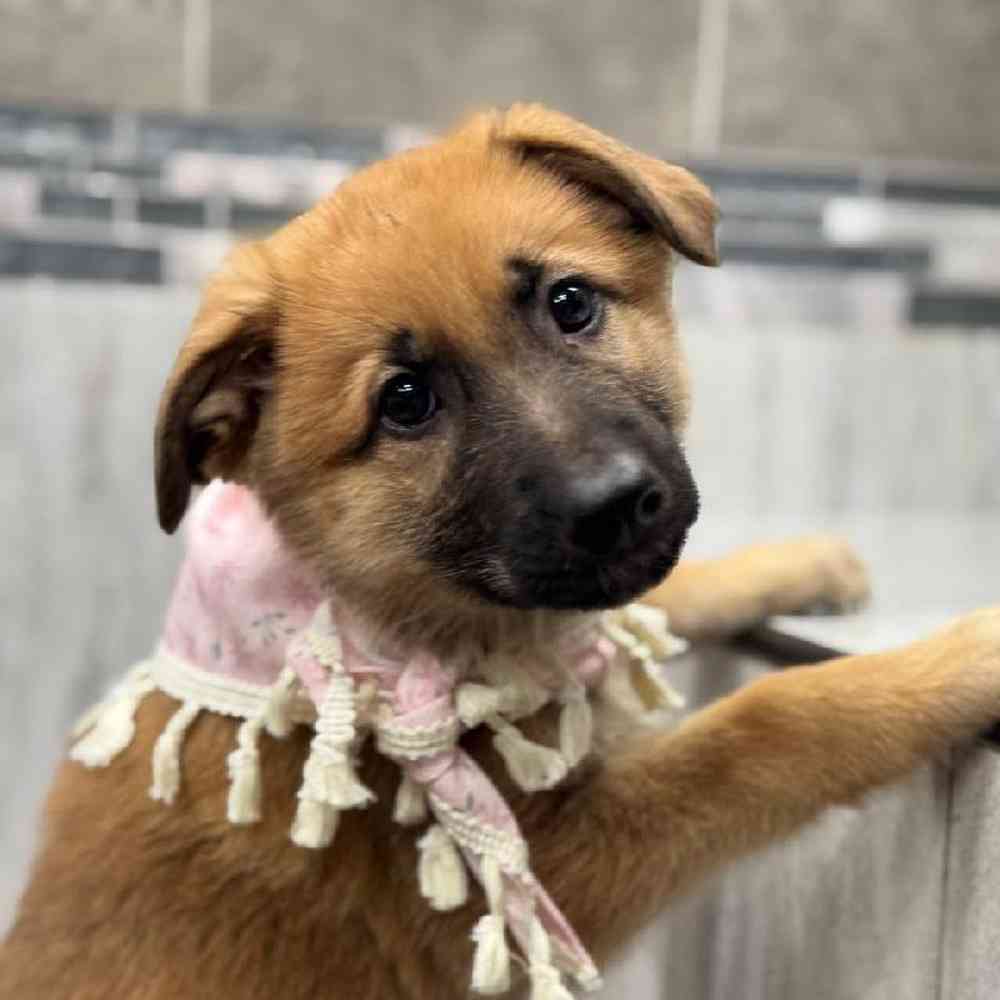 Image of a pet breed in the gallery