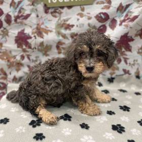 Mini Poodle