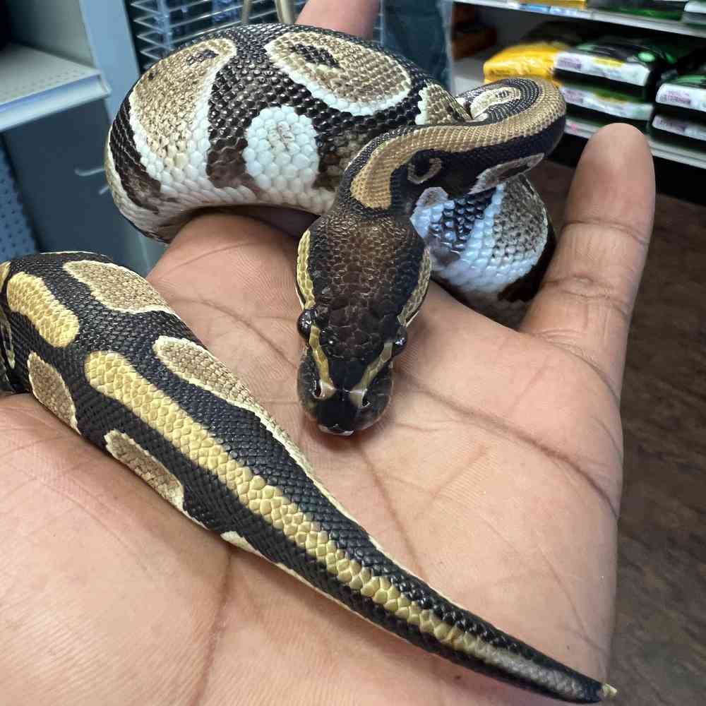 Ball Python