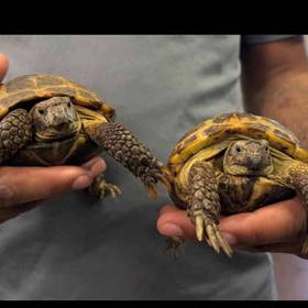 Russian Tortoise