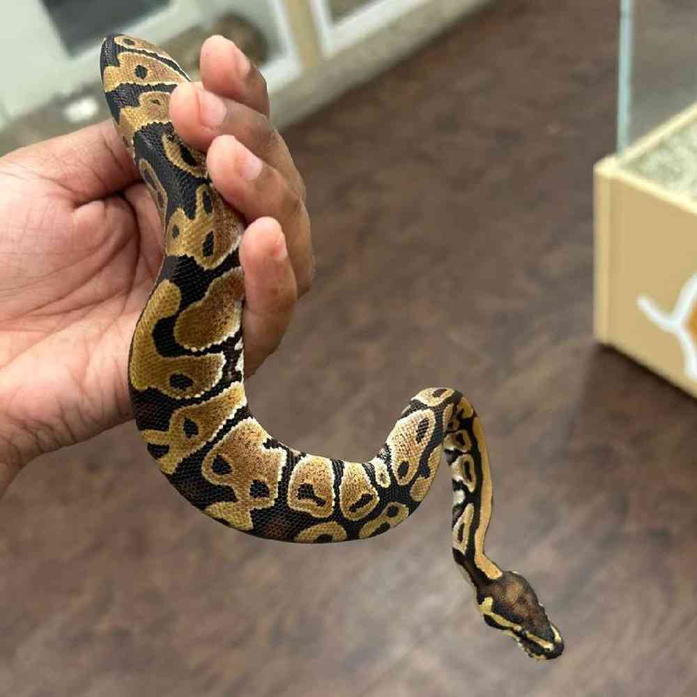 Image of a pet breed in the gallery