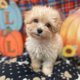 Maltipoo