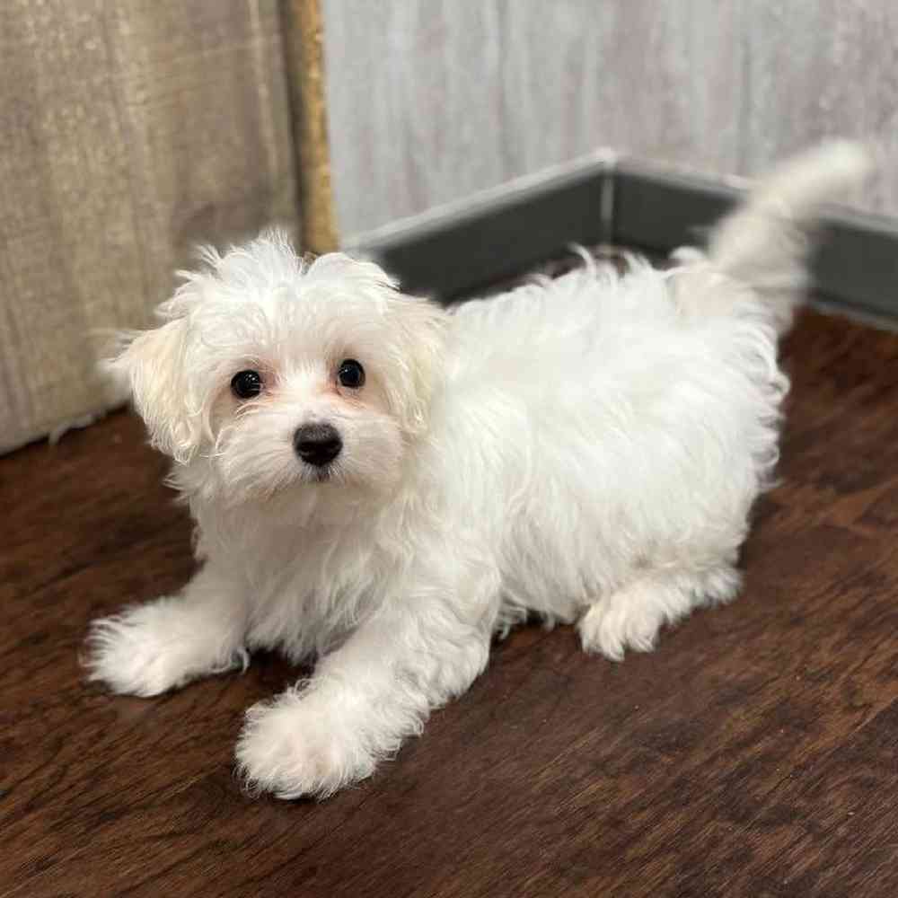 Image of a pet breed in the gallery