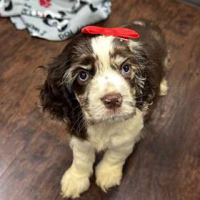 Cocker Spaniel