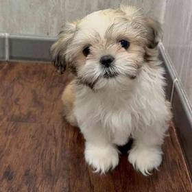 Shih Tzu