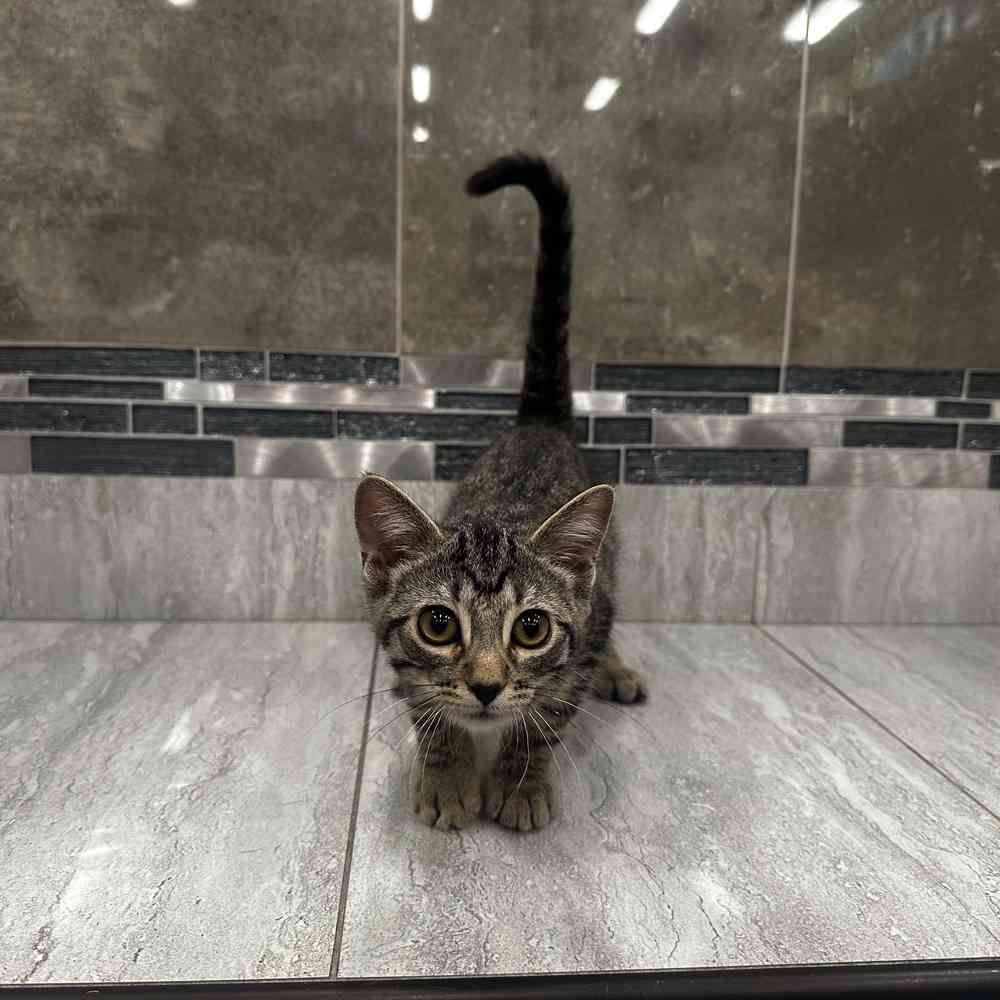 Image of a pet breed in the gallery