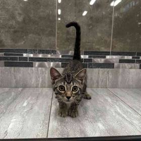 Domestic Short Hair