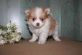 Pomeranian