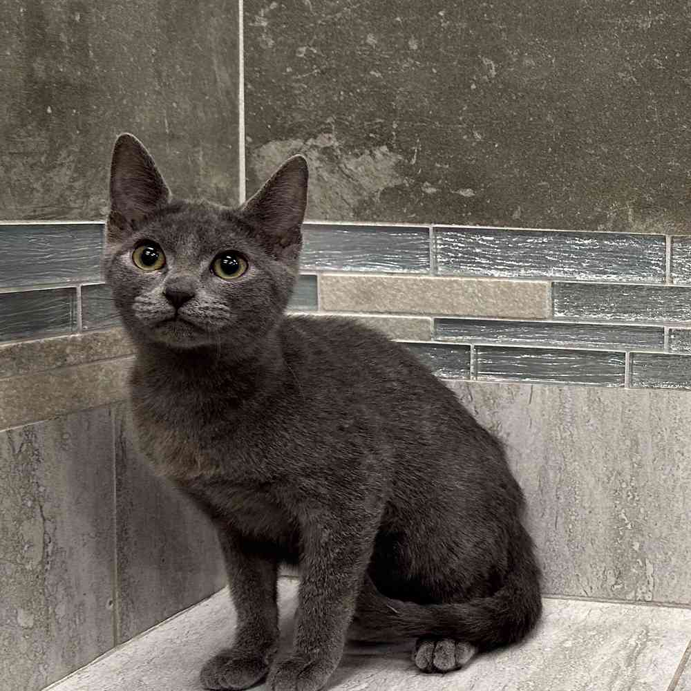 Russian Blue