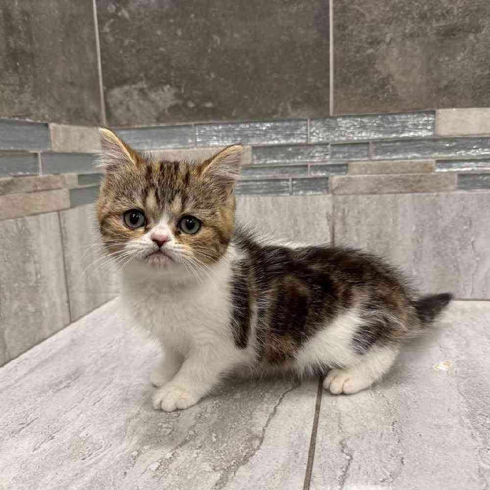 Image of a pet breed in the gallery