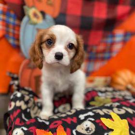 Cavalier King Charles Spaniel